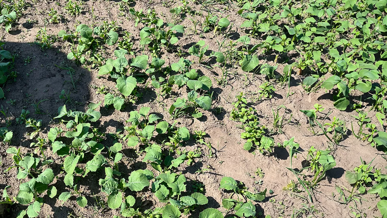 Agronoms_Plāno_ Nr_26_RTE_.jpeg